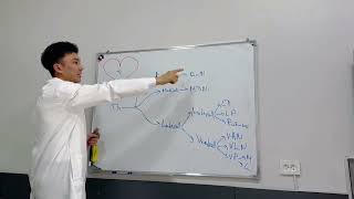 Diencephalon part 1  Oraliq miya 1qism  Промежуточный мозг 1 часть [upl. by Ardle462]