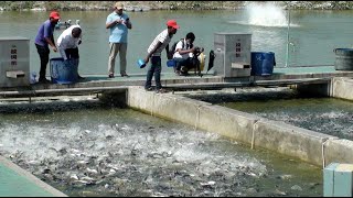 আইপিআরএস প্রযুক্তিতে মাছ চাষ ও সম্ভাবনা  IPRS Fish Farming BD  সোনালী ফসল  Farm Broadcast Service [upl. by Tychonn]