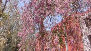 Millettia Peguensis the Moulmein Rosewood at Punjabi University Patiala 13 April2021 [upl. by Vanny]