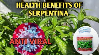 SERPENTINA PLANT quot KING OF BITTERSquot  HEALTH BENEFITS OF SERPENTINA LEAVES AND CAPSULES [upl. by Aerdnod386]