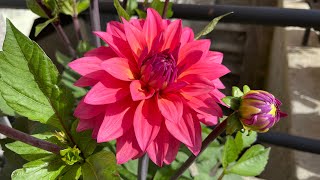 Dahlia Year 2 Update my dahlias garden on 12 july เดินชมสวนดอกรักเร่หน้าบ้านค่ะ 🇹🇭🇸🇪 [upl. by Amikay]