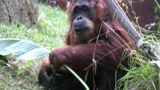 Orangutan Enrichment  Sacramento Zoo [upl. by Danyette147]