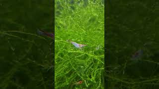 Experimental Shrimp Breeding [upl. by Hobie]