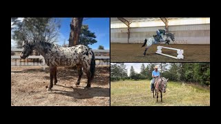 quotMeet Pedroquot Leopard Appaloosa Gelding For Sale TrailJumpingDressage [upl. by Yelich]