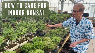 Care of Indoor Bonsai [upl. by Marji303]