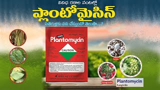 Plantomycin uses in telugu  plantomycin fungicide dose  plantomycin price [upl. by Louls]