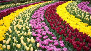 🌷🌹DER KEUKENHOF IN HOLLAND💐🌷  Der wohl schönste und bunteste FrühlingsBlumenPark der Welt TEIL 1 [upl. by Ateval]