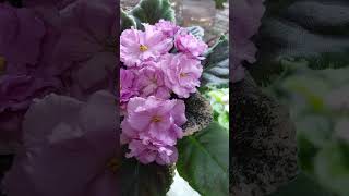 N202 Fialka Rebels Rose Bud gullar flowers фиалки violet shortvideo shorts [upl. by Lethia296]