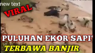 PULUHAN EKOR SAPI TERBAWA BANJIR [upl. by Joiner]