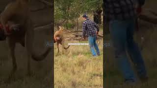 Australian fighting a KangarooprotectionKangarooFightLove [upl. by O'Donovan]