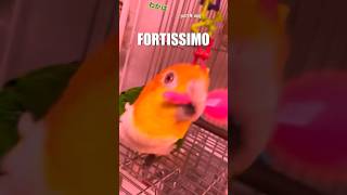 🪇 pianissimo  fortissimo 🎥 VO’d with permission from hinairotoridori IG shorts [upl. by Nosnevets23]