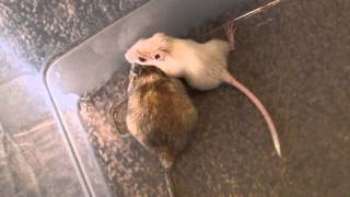 Baby Gerbil Dominates Over Adult Gerbil [upl. by Twelve]