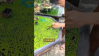 This Boy Transforms A Fish Pond With His Friends shortsvideo [upl. by Tremain]