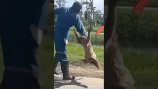 MAN ATTACKED BY SLOTH ENDS IN TEARS [upl. by Kiker162]