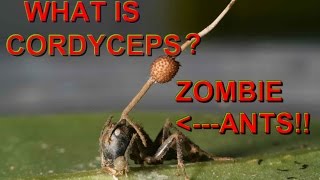 What is Cordyceps [upl. by Zusman]