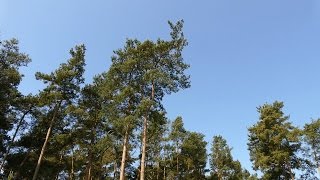 Stone Curlews at Weeting Heath [upl. by Alicec158]