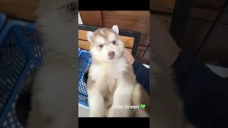 Baby Green arcanaphlkennel puppies siberianhuskypuppies purebreed juliannesworld teamvivares [upl. by Notsuoh]