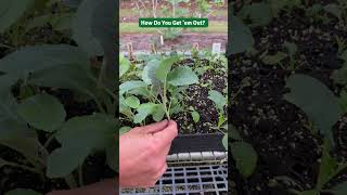 How to Remove Seedlings from Trays 🌱 [upl. by Calica]