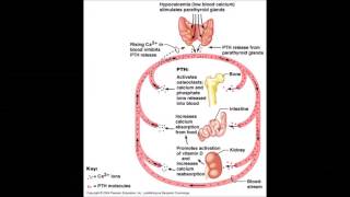 Endocrinology b07 [upl. by Audras]