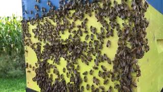 How to stop honeybees from swarming by creating rain and expanding the hive [upl. by Toole]