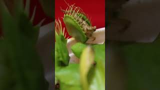 Feeding the new flytrap carnivorousplants flytrap plantcommunity gardening naturelovers [upl. by Llij]