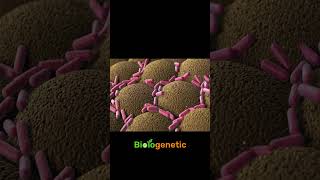 bacteria Shorts biologenetic [upl. by Latsryc]