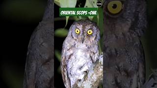 Oriental scops owl 2024 birds photography nature reels halloween netflix migratorybirds [upl. by Bough]