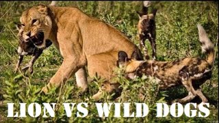 Lion VS Wild Dogs  How Many Wild Dogs Can Kill A Lion [upl. by Annola121]