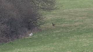 Jack Parson Russell Terrier Hunt  meets a Fox 2 VS Fuchs JagdJack Baujagd Hunting the Wildco [upl. by Resiak]