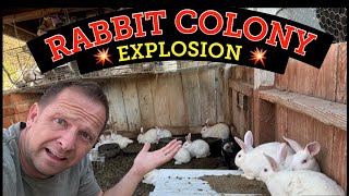 RABBIT COLONY OVERLOAD how to keep maintain and build a rabbit colony on a small Homestead [upl. by Mauceri]