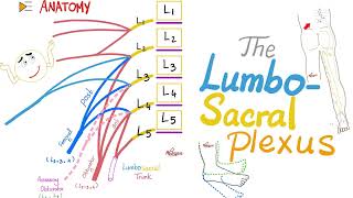 The Lumbosacral Plexus  Anatomy Series [upl. by Aidni]