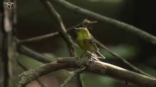 Pine Warbler singing [upl. by Nolahp]