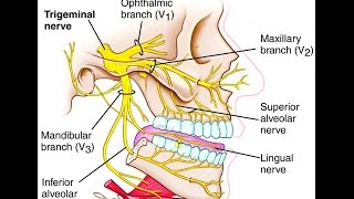 Анатомия Тройничный нерв nervus trigeminus [upl. by Llemert800]