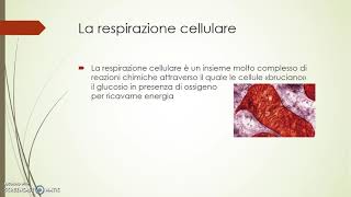 La respirazione cellulare [upl. by Nalo]