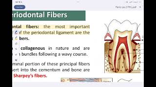 periodontology lec 3 PDLمرحلة رابعة طب اسنان [upl. by Ling]