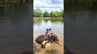 Elephant Bathing Videos  Dubare Elephant Camp  Coorg  Madikeri  Karnataka  elephant dubare [upl. by Novyad760]