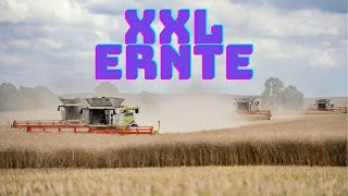 XXL Rapsernte 2023 mit 4 Claas Lexion Dreschern in Action [upl. by Airbmak897]