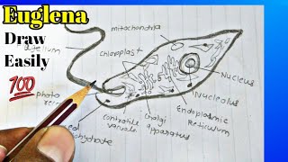 How to draw Euglena labelled diagram  Euglena diagram easily and step by step [upl. by Orr]