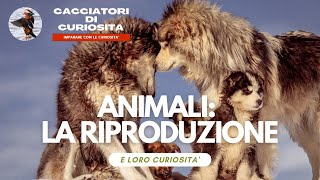 ANIMALI LA RIPRODUZIONE  Video per la scuola primaria [upl. by Leeann]