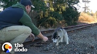 Guy Finds Lost Husky On Train Tracks  The Dodo [upl. by Malliw]