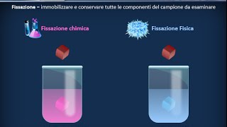 Istologia 01  Nozioni di microscopia e preparazione dei campioni [upl. by Rothwell519]