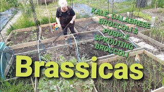 Gardening on the Plot at the Allotment Planting Broccoli and Beetroot seedlings [upl. by Dnalyaw]