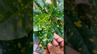 Croton plant terrace garden overview part 432 youtubeshorts shortsfeed [upl. by Llimaj834]