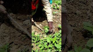 Keep Field Weeding Free shorts [upl. by Akimad]