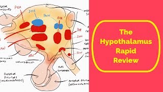 The Hypothalamus Rapid Review [upl. by Colpin]