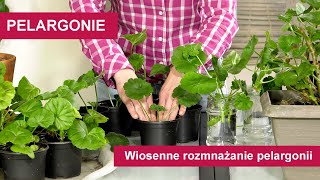 Pelargonie  Jak rozmnożyć pelargonie wiosną Wiosenne rozmnażanie pelargonii [upl. by Asaert]