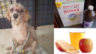 How To Cure Mange in Dogs  Home Remedies For Dog Mange [upl. by Eimaraj202]