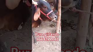 Pure girlando cow for sale from rajsthan Sri ganganagar cow dairycowsalepurchase sdf [upl. by Noet]