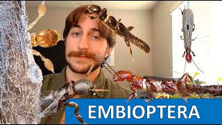 Embioptera The Webspinners  Order Spotlight [upl. by Blaise251]