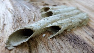 Whats inside a Mud Dauber tube [upl. by Llennoc]